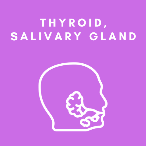 Thyroid, Salivary Gland & Sialendoscopy